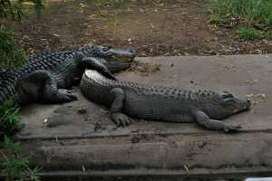 ALLIGATOR-979